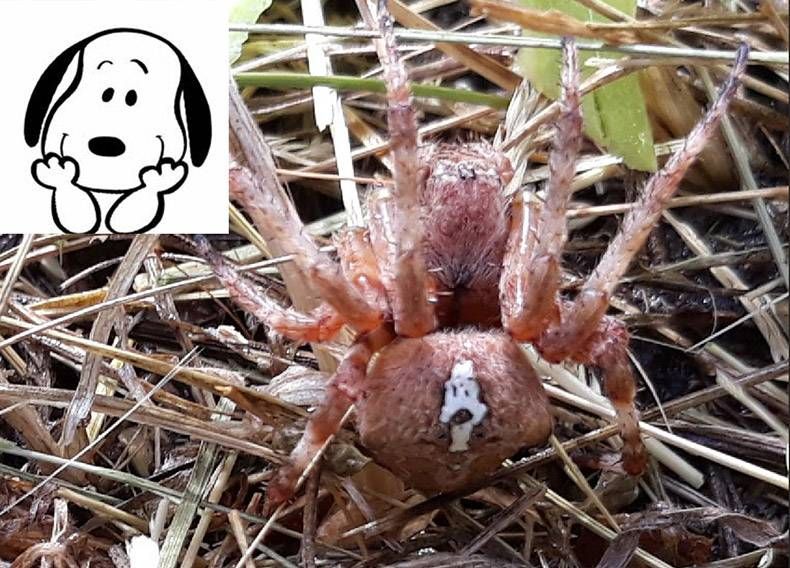 Gewoon een verzameling hilarische foto's #1054