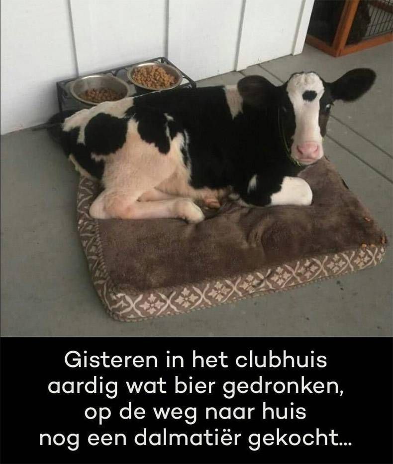 Gewoon een verzameling hilarische foto's #1036