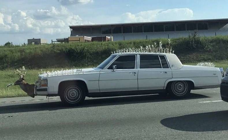 Gewoon een verzameling hilarische foto's #855
