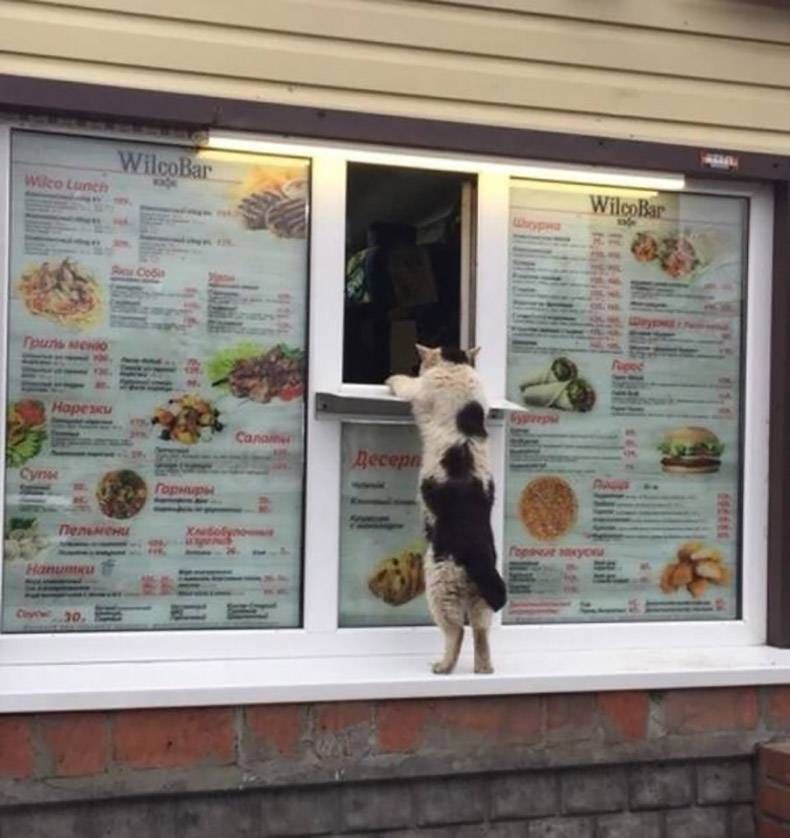 Gewoon een verzameling hilarische foto's #1027