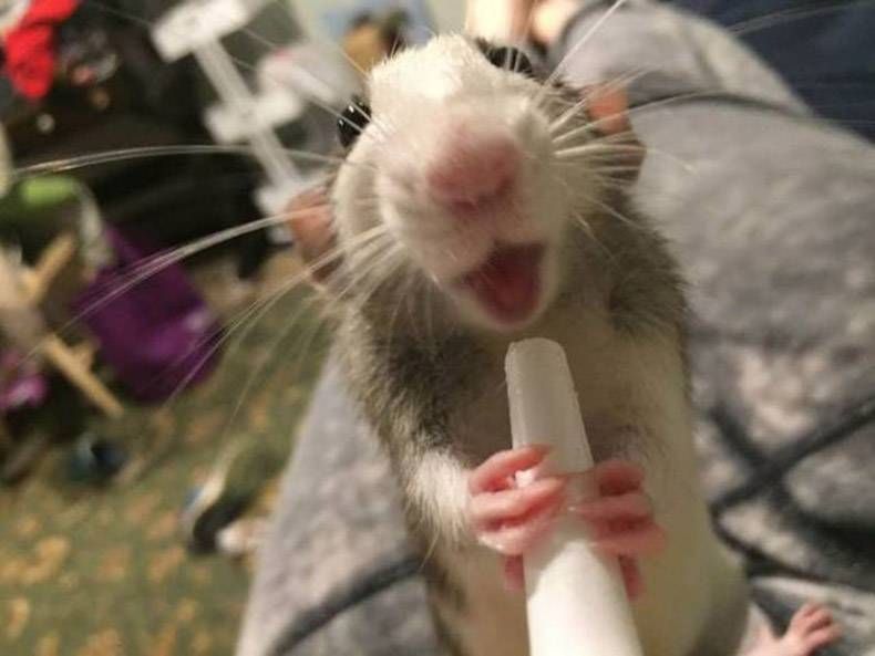 Gewoon een verzameling hilarische foto's #988