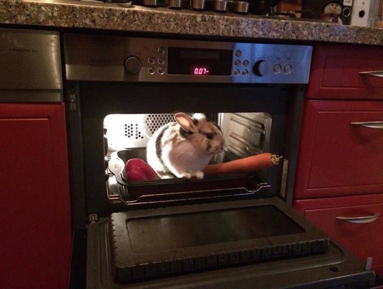 Gewoon een verzameling hilarische foto's #1377