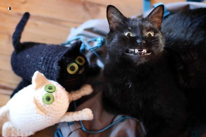 Gewoon een verzameling hilarische foto's #1063