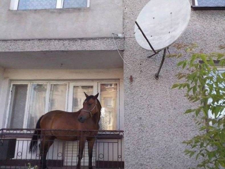 Gewoon een verzameling hilarische foto's #853