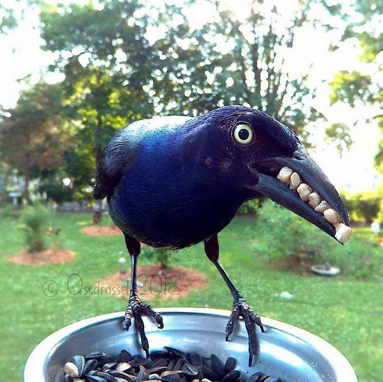 Gewoon een verzameling hilarische foto's #1098
