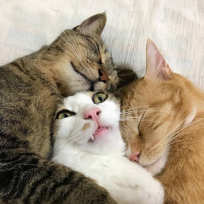 Gewoon een verzameling hilarische foto's #1039