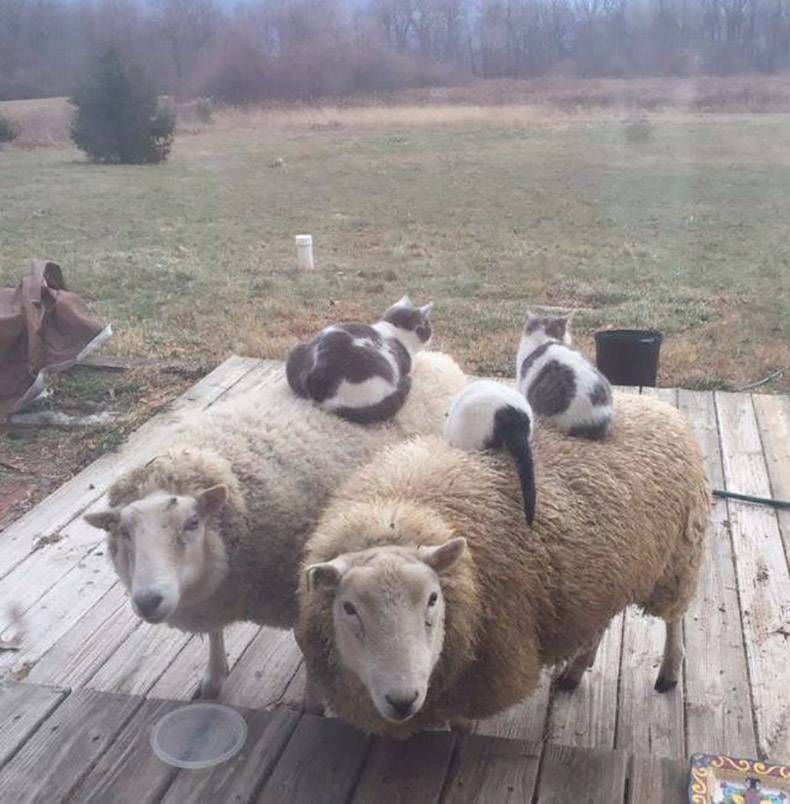 Gewoon een verzameling hilarische foto's #871