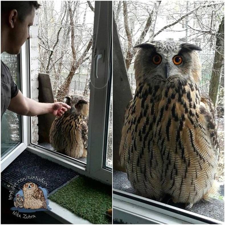 Gewoon een verzameling hilarische foto's #730