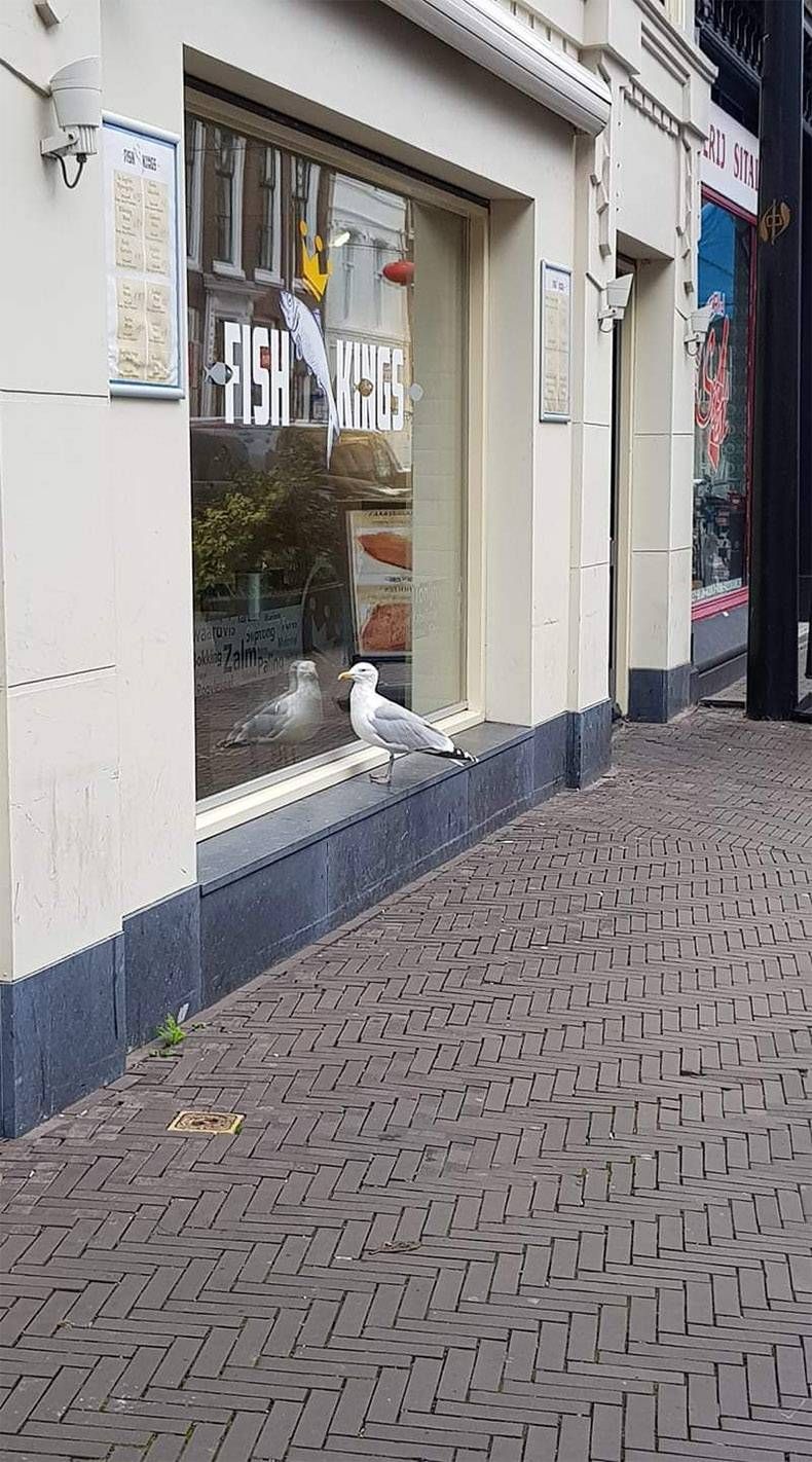 Gewoon een verzameling hilarische foto's #1076