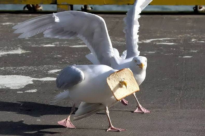Gewoon een verzameling hilarische foto's #1065