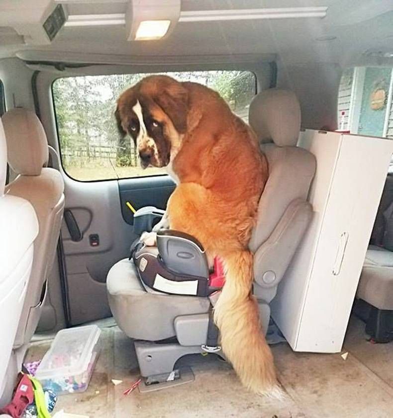 Gewoon een verzameling hilarische foto's #730