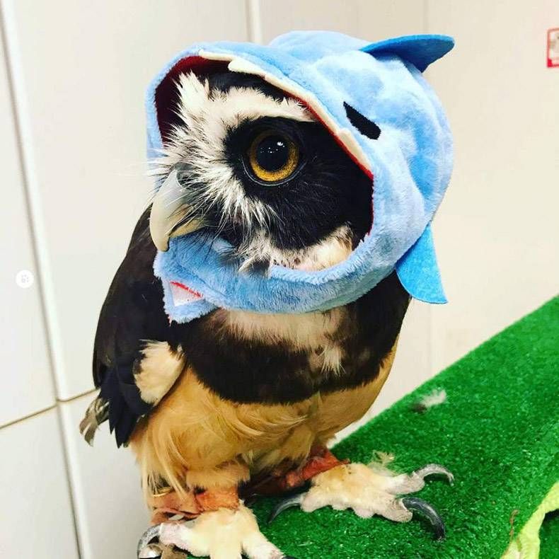 Gewoon een verzameling hilarische foto's #1020
