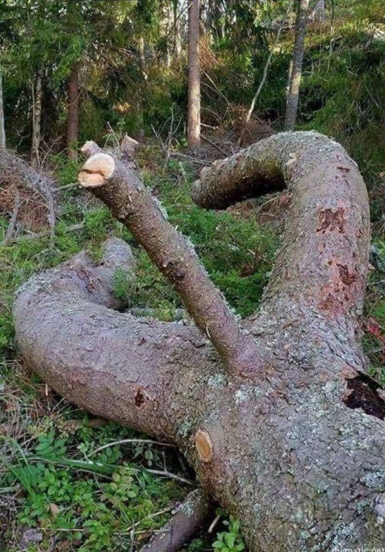 Gewoon een verzameling hilarische foto's #876