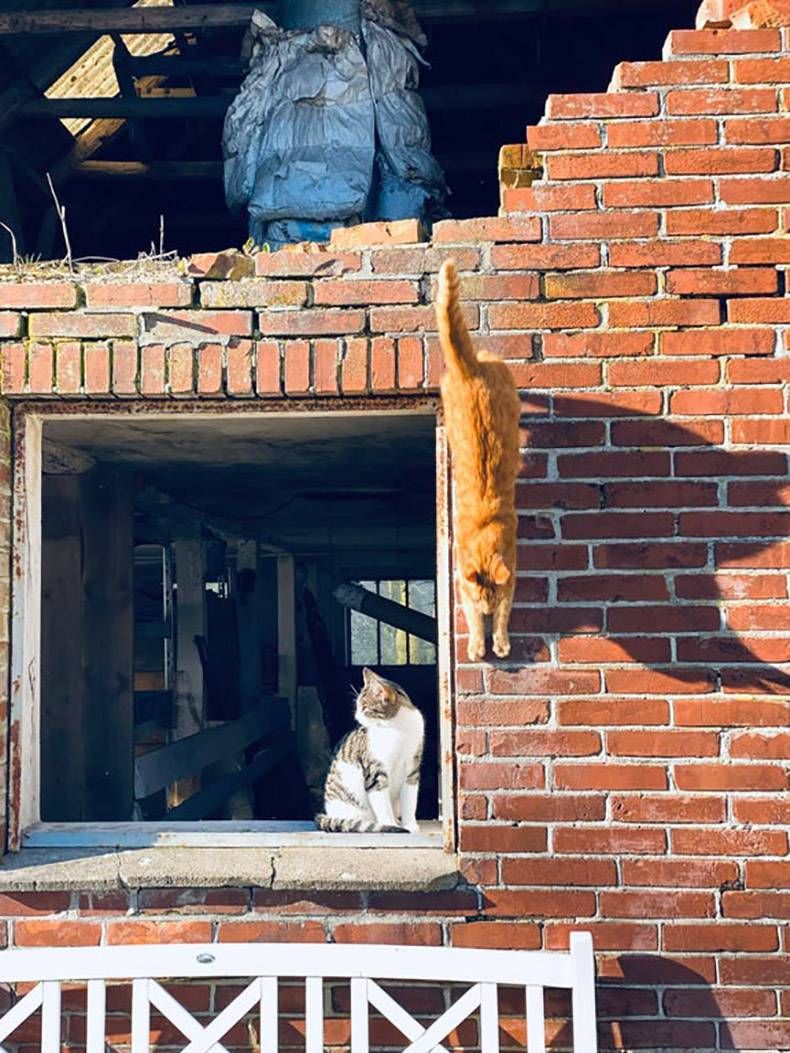Gewoon een verzameling hilarische foto's #1261