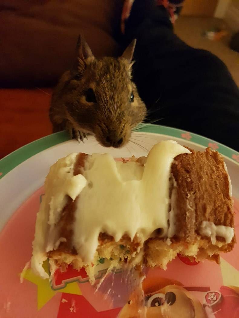 Gewoon een verzameling hilarische foto's #1160