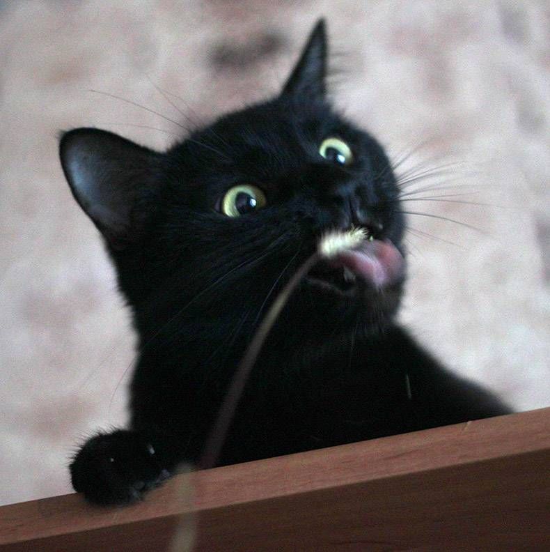 Gewoon een verzameling hilarische foto's #1172