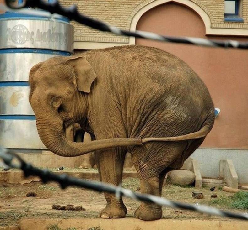 Pix Dump #1000 Special: Gewoon een verzameling foto's van dieren