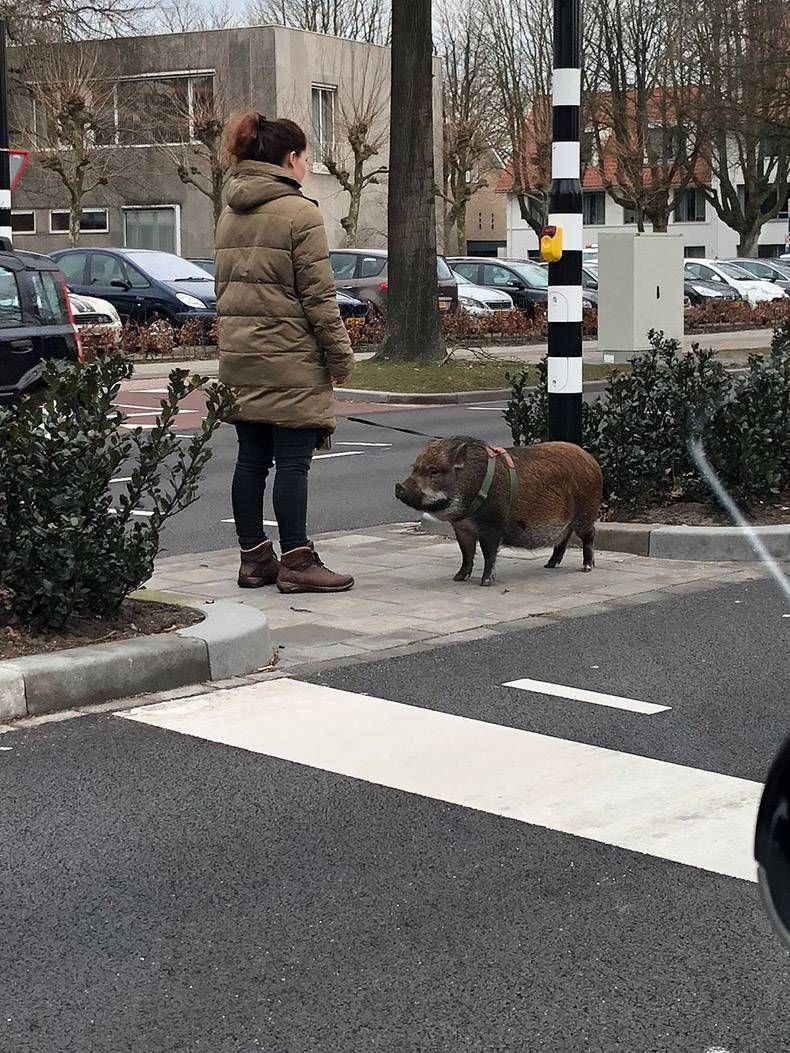 Gewoon een verzameling hilarische foto's #941