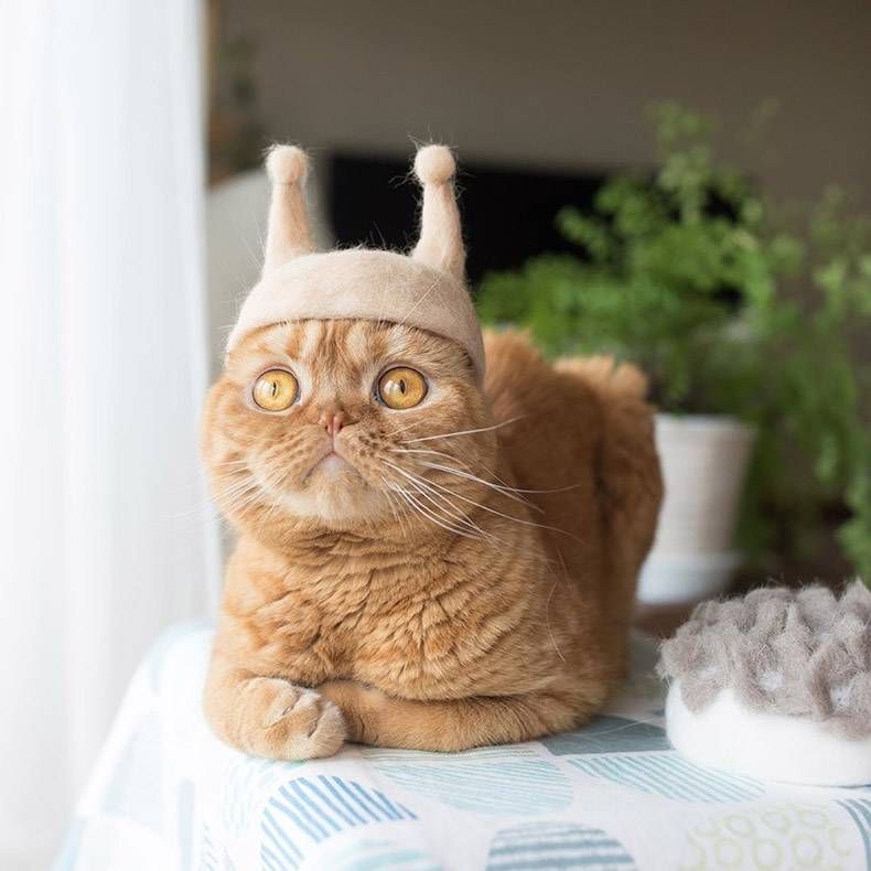 Gewoon een verzameling hilarische foto's #1168