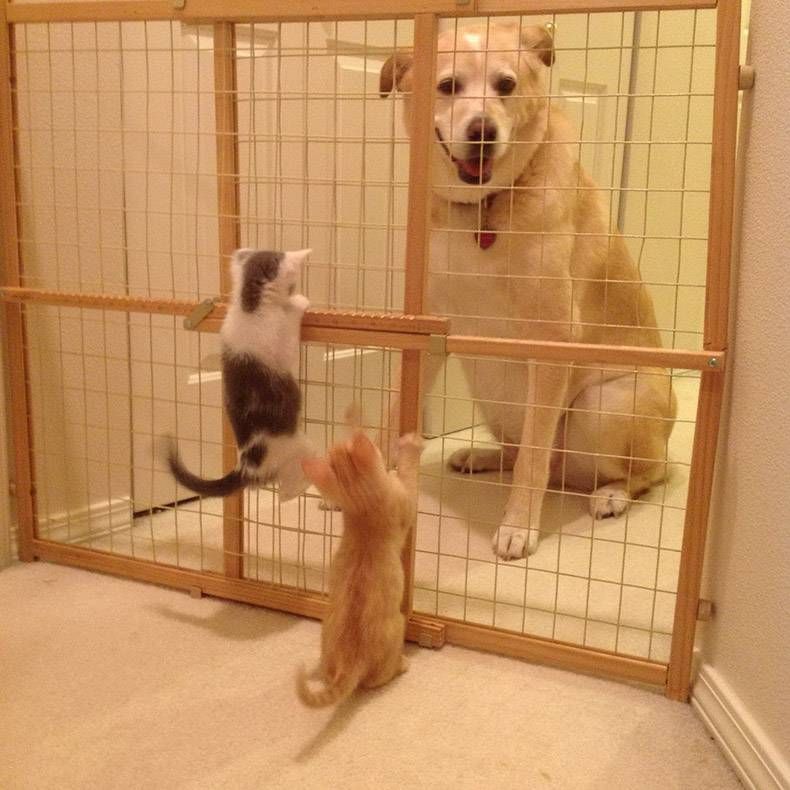 Gewoon een verzameling hilarische foto's #1131