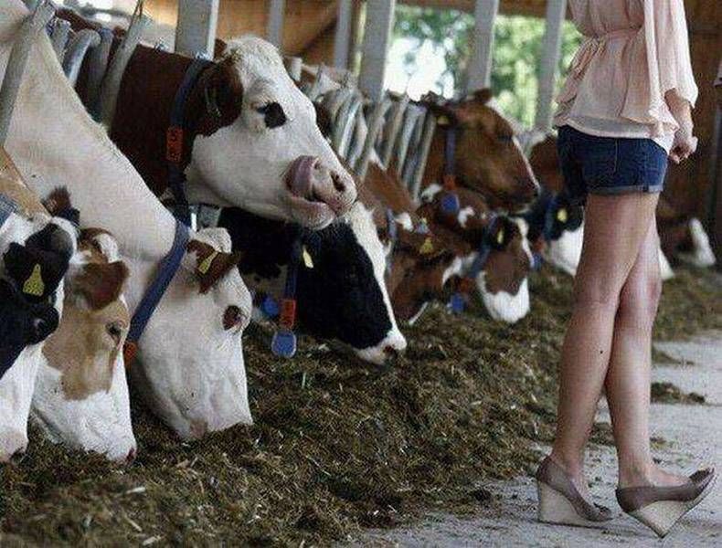 Pix Dump #1000 Special: Gewoon een verzameling foto's van dieren