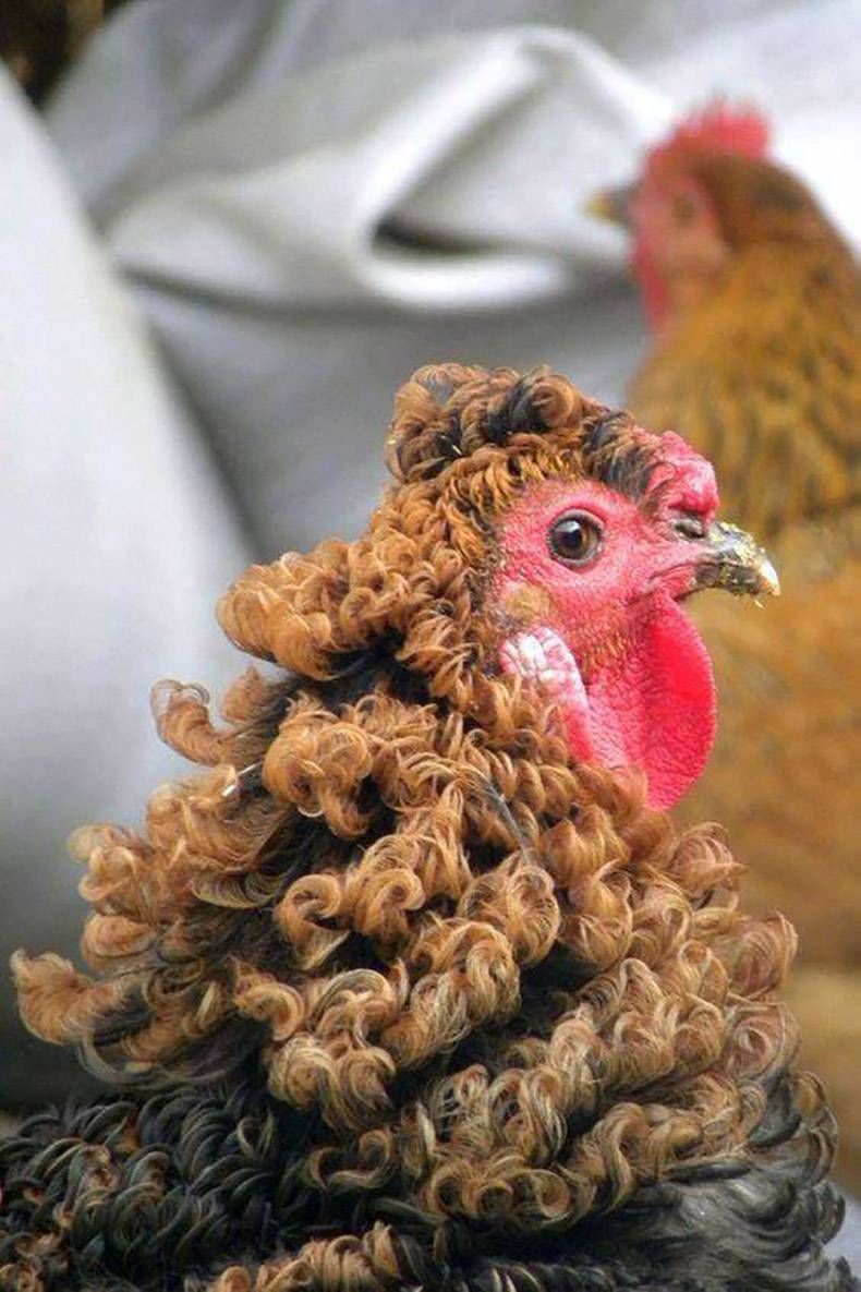 Gewoon een verzameling hilarische foto’s #891