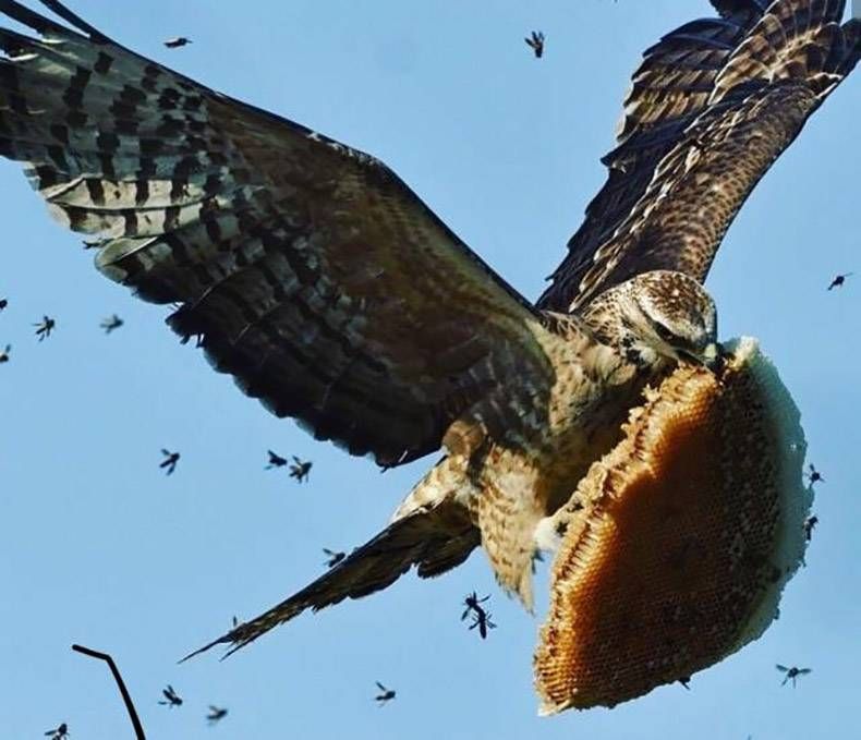 Gewoon een verzameling hilarische foto's #940