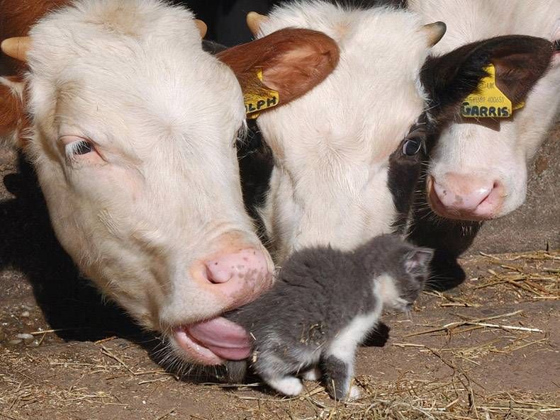 Gewoon een verzameling hilarische foto's #1214
