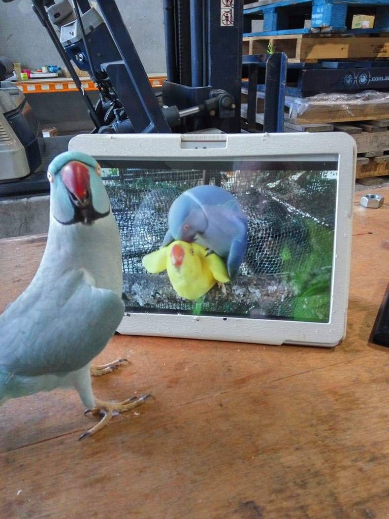 Gewoon een verzameling hilarische foto's #1158
