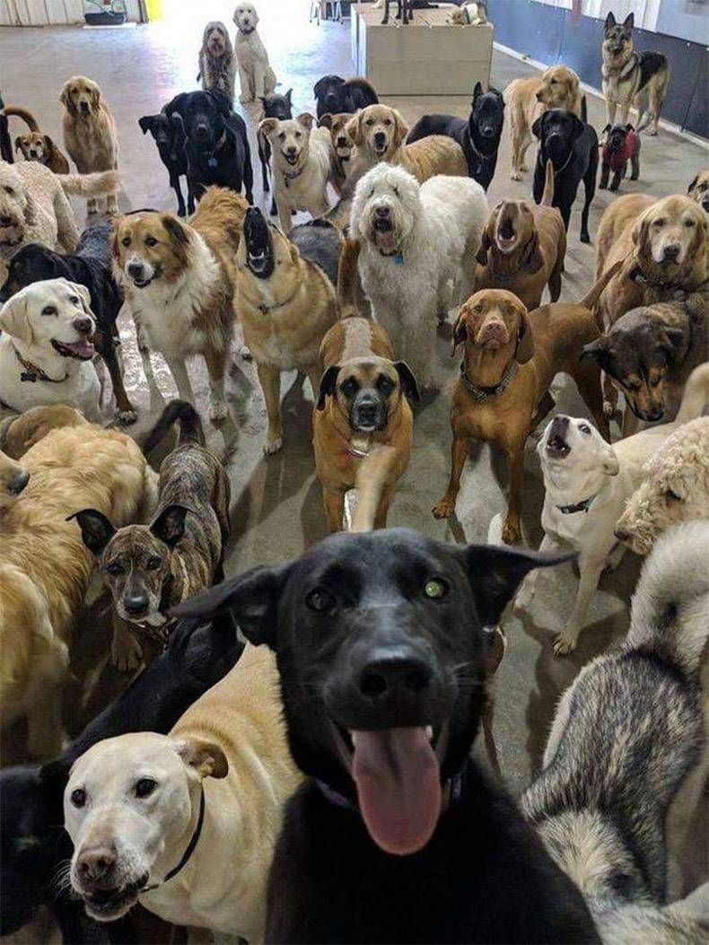 Gewoon een verzameling hilarische foto's #1093