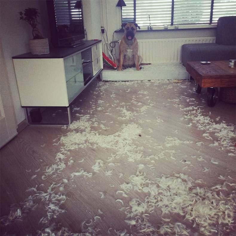 Gewoon een verzameling hilarische foto's #985