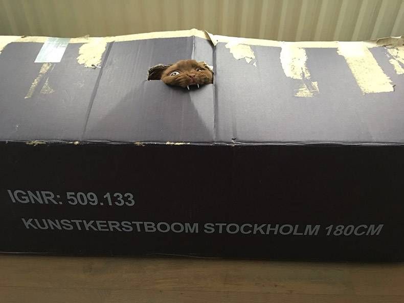 Gewoon een verzameling hilarische foto's #901