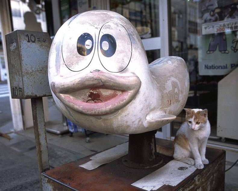 Gewoon een verzameling hilarische foto's #1354