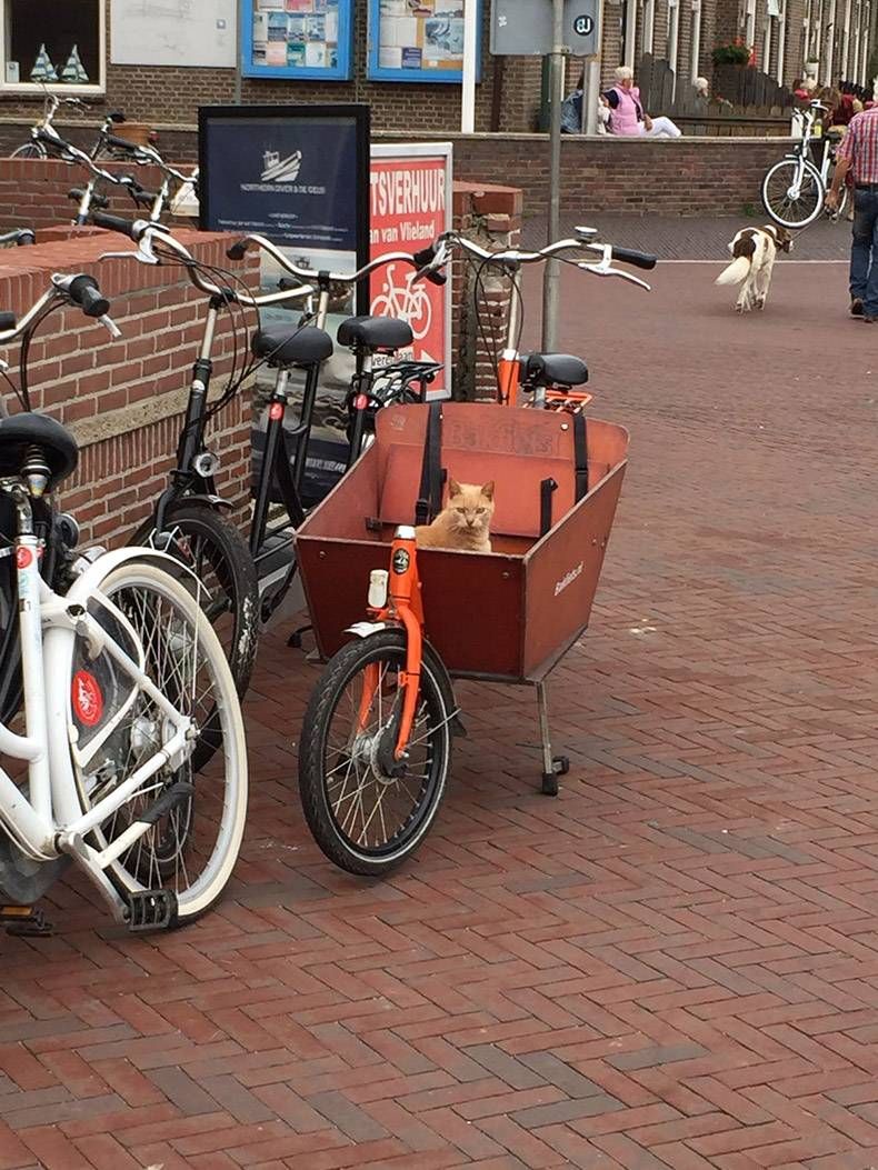 Gewoon een verzameling hilarische foto's #775