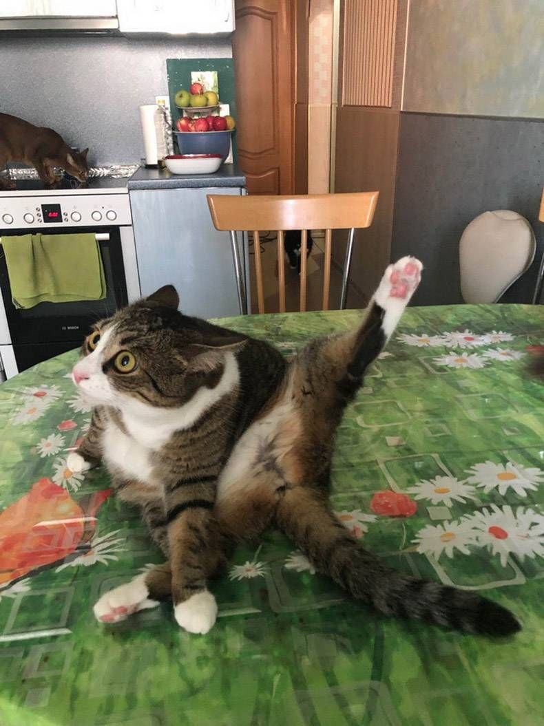 Gewoon een verzameling hilarische foto's #1177