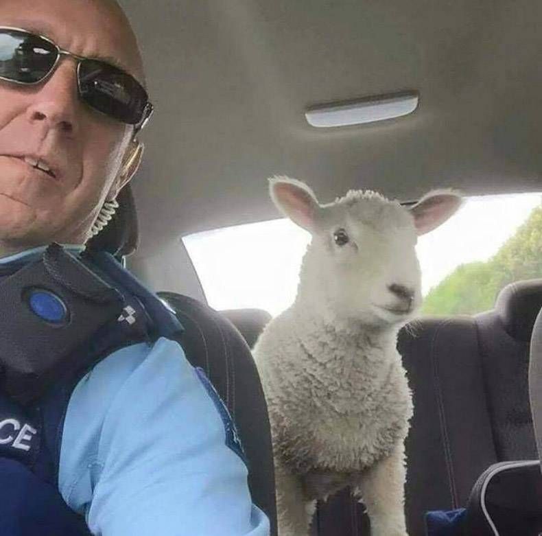 Gewoon een verzameling hilarische foto's #1169