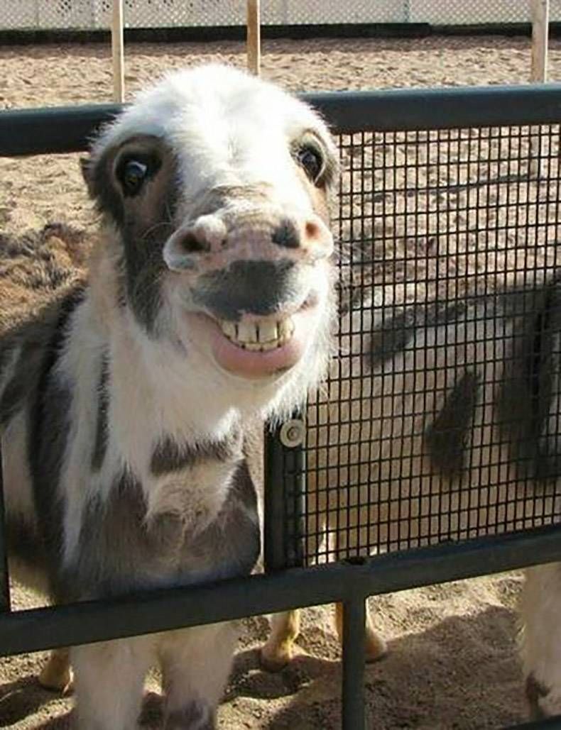 Gewoon een verzameling hilarische foto's #1160
