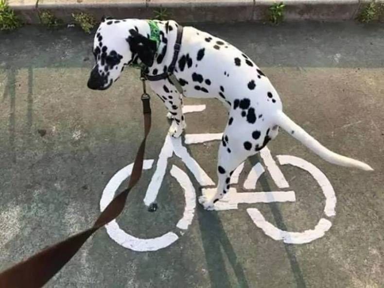 Gewoon een verzameling hilarische foto's #1094