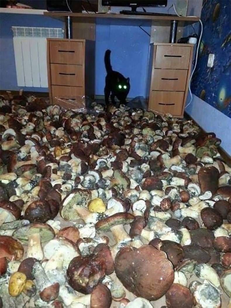 Gewoon een verzameling hilarische foto's #1060