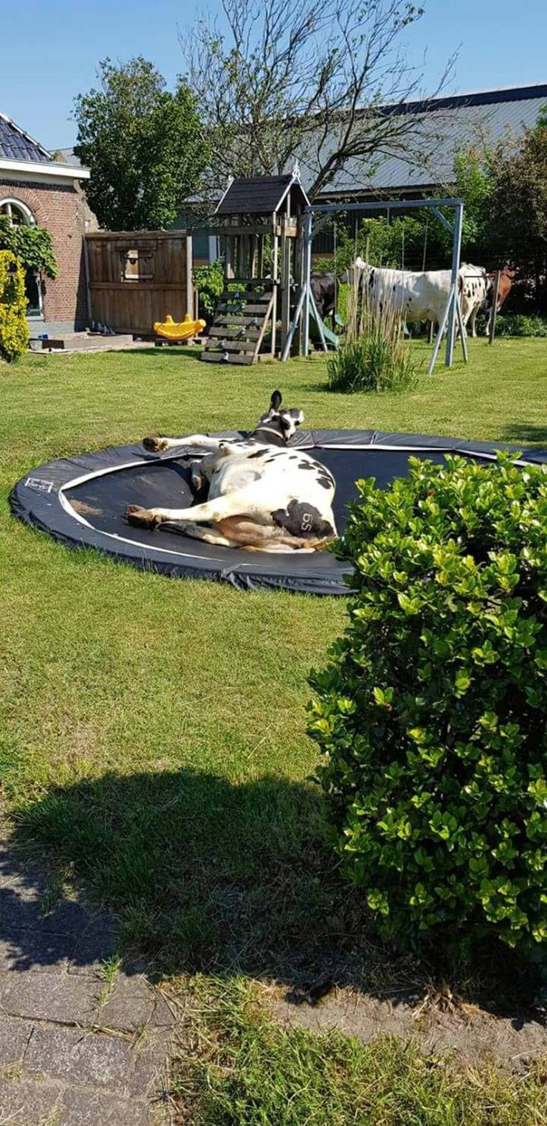 Gewoon een verzameling hilarische foto's #971