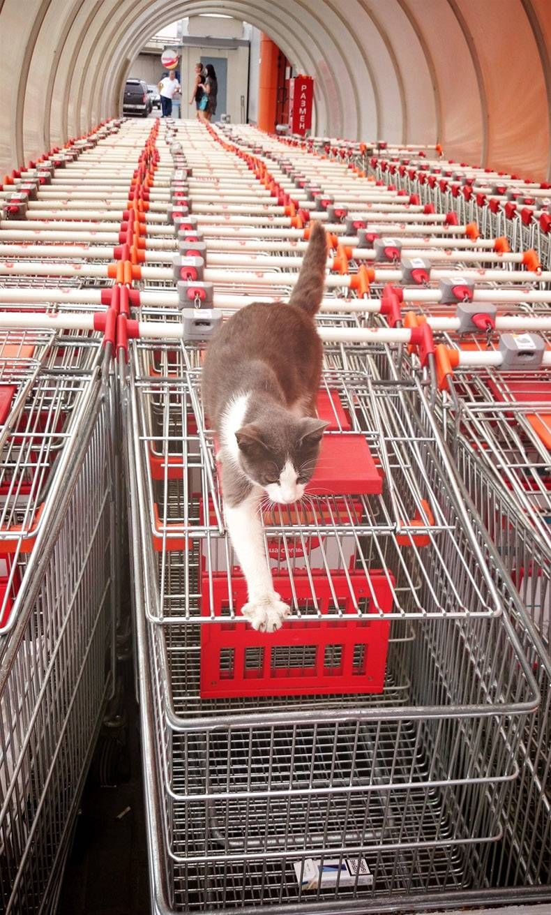 Gewoon een verzameling hilarische foto's #1080