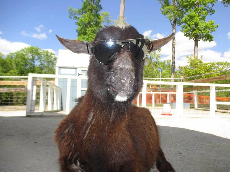Gewoon een verzameling hilarische foto's #1113