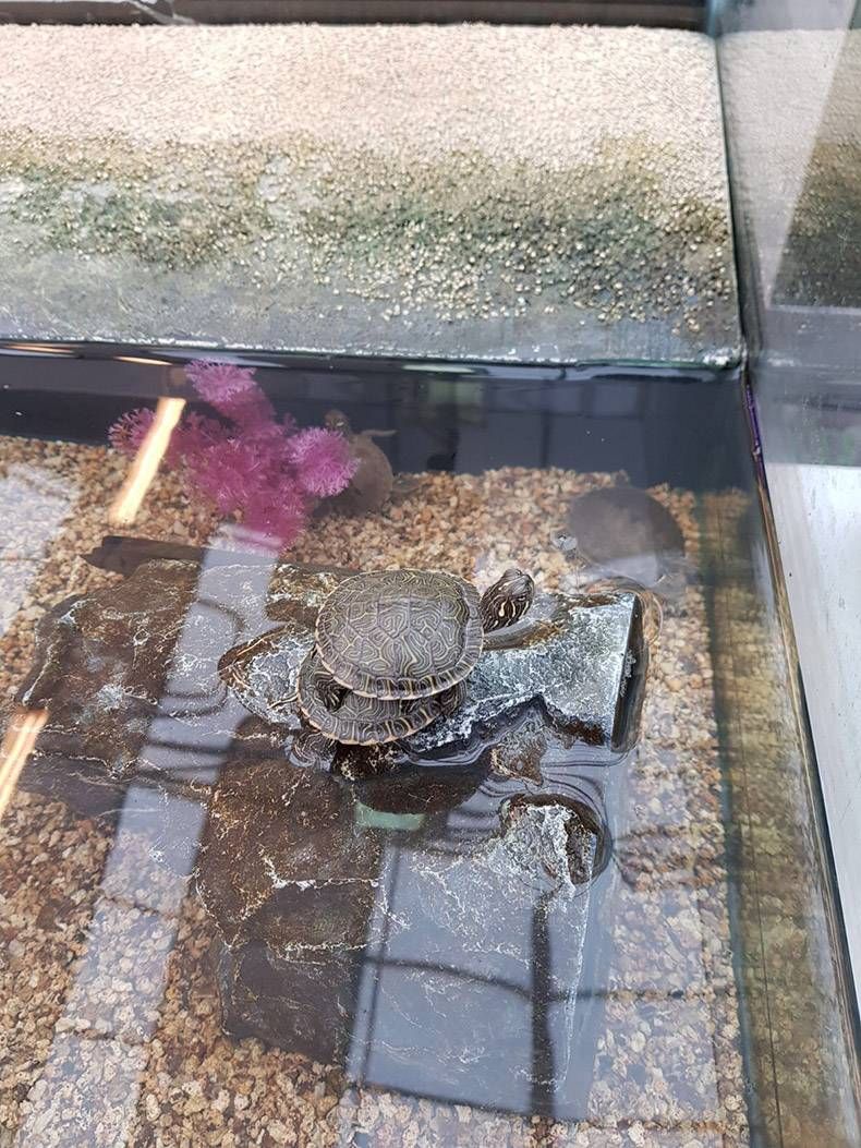 Gewoon een verzameling hilarische foto's #883