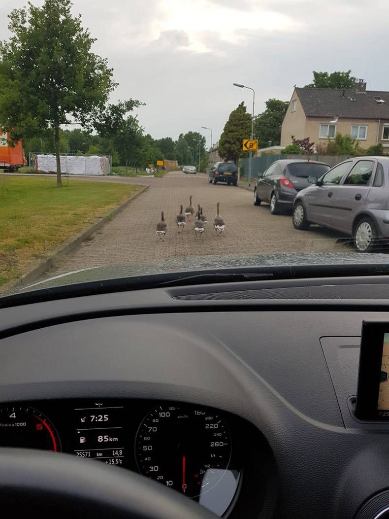Gewoon een verzameling hilarische foto's #1185