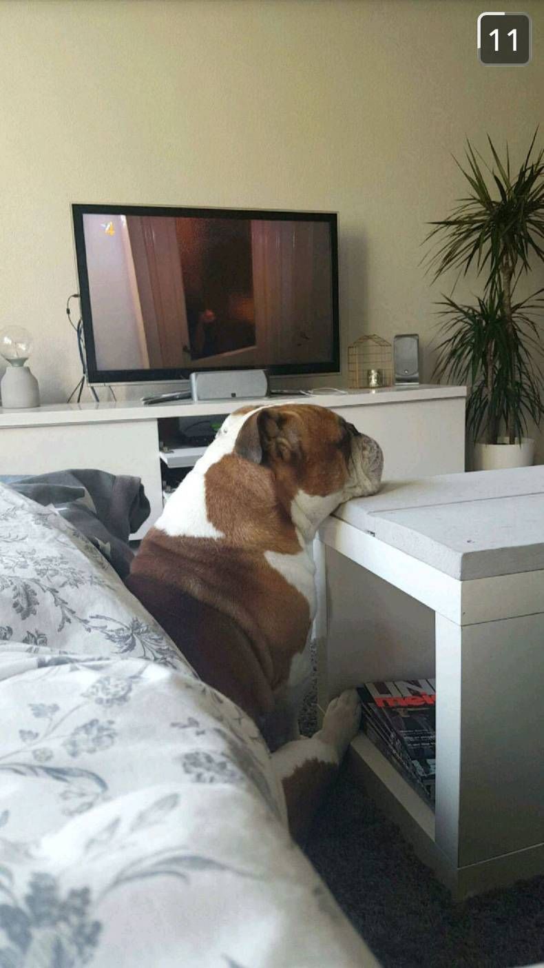 Gewoon een verzameling hilarische foto's #735