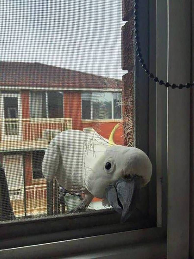 Gewoon een verzameling hilarische foto's #1167