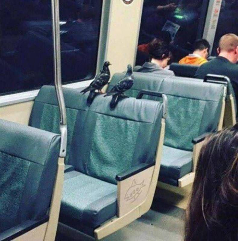 Gewoon een verzameling hilarische foto's #1076