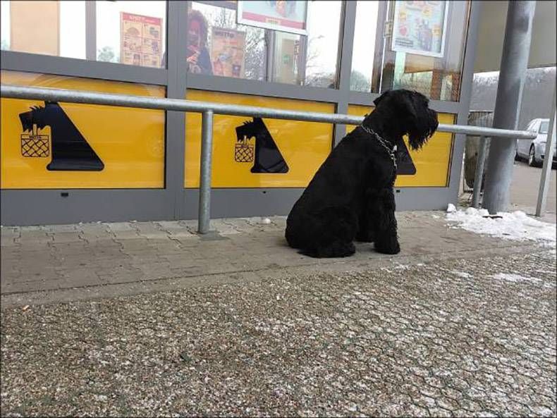 Gewoon een verzameling hilarische foto's #934