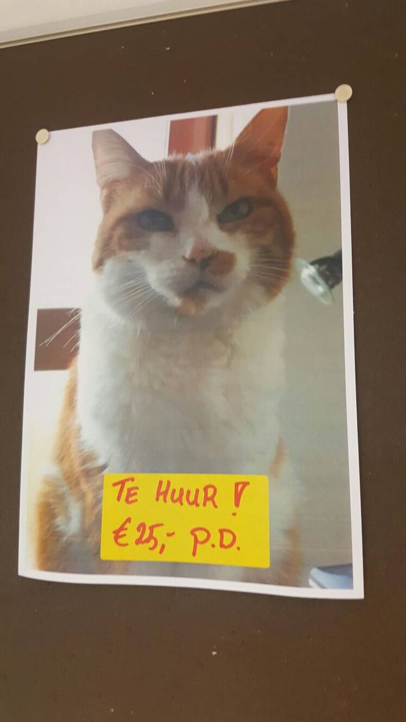 Gewoon een verzameling hilarische foto's #726