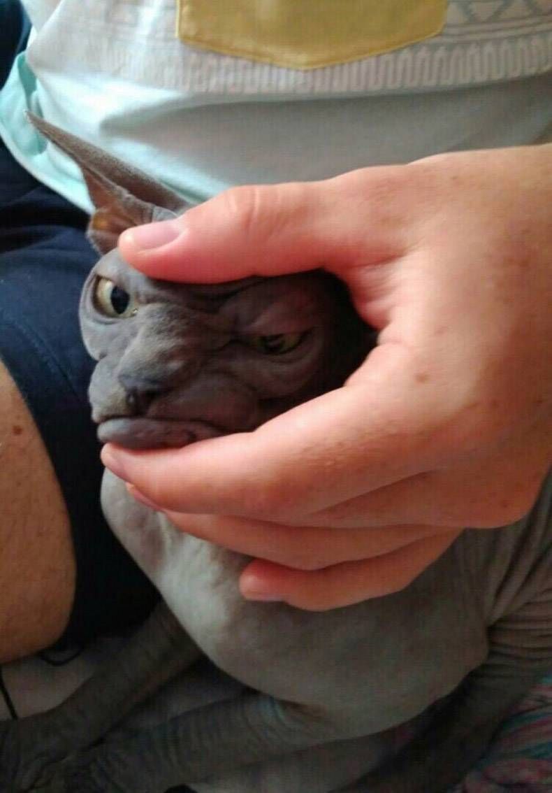 Gewoon een verzameling hilarische foto's #1104